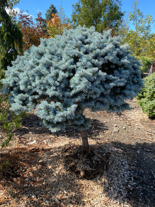 Spruce - Dwarf Globe Blue
