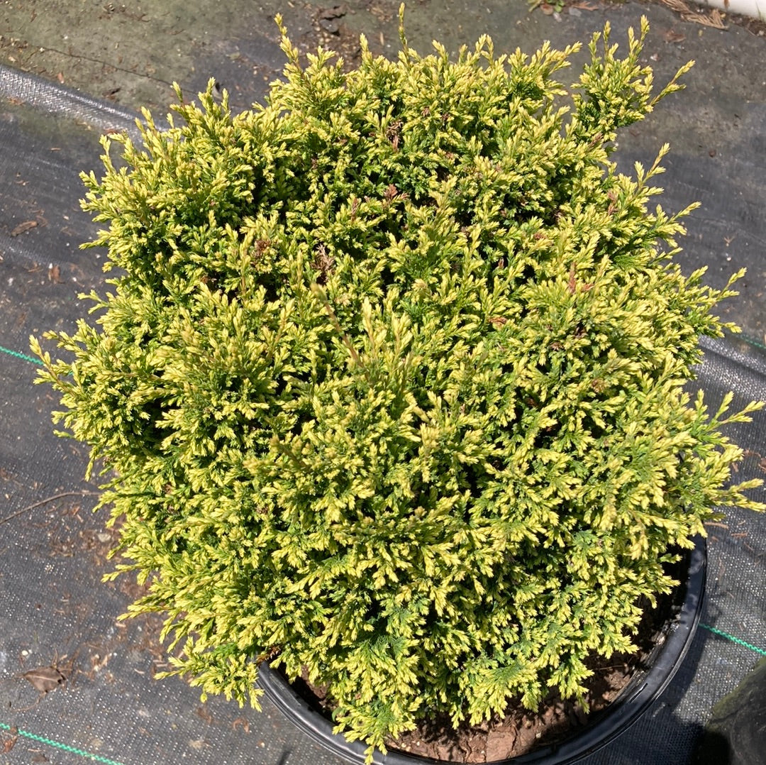 Snow Cypress