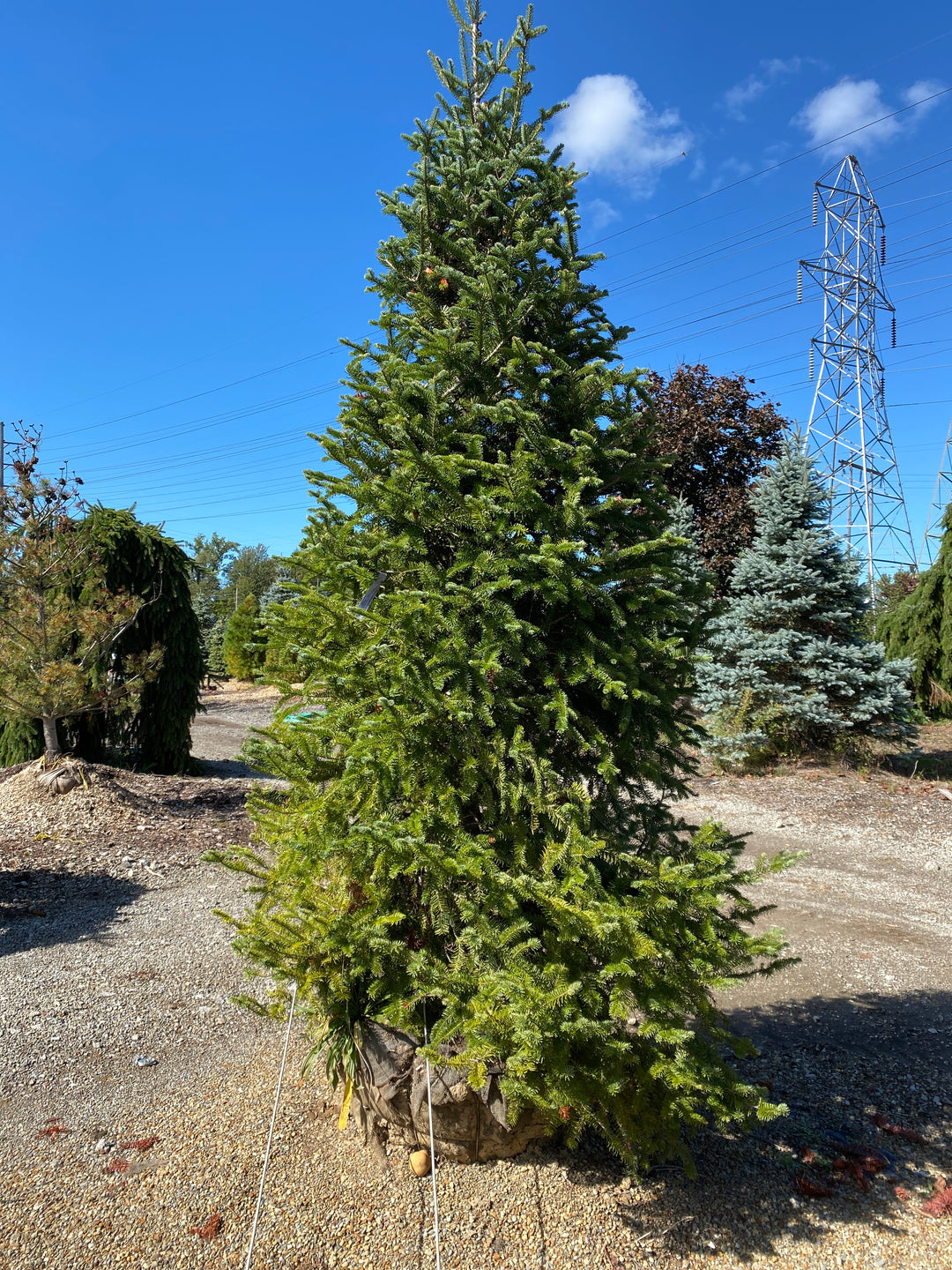 Fir - Canaan