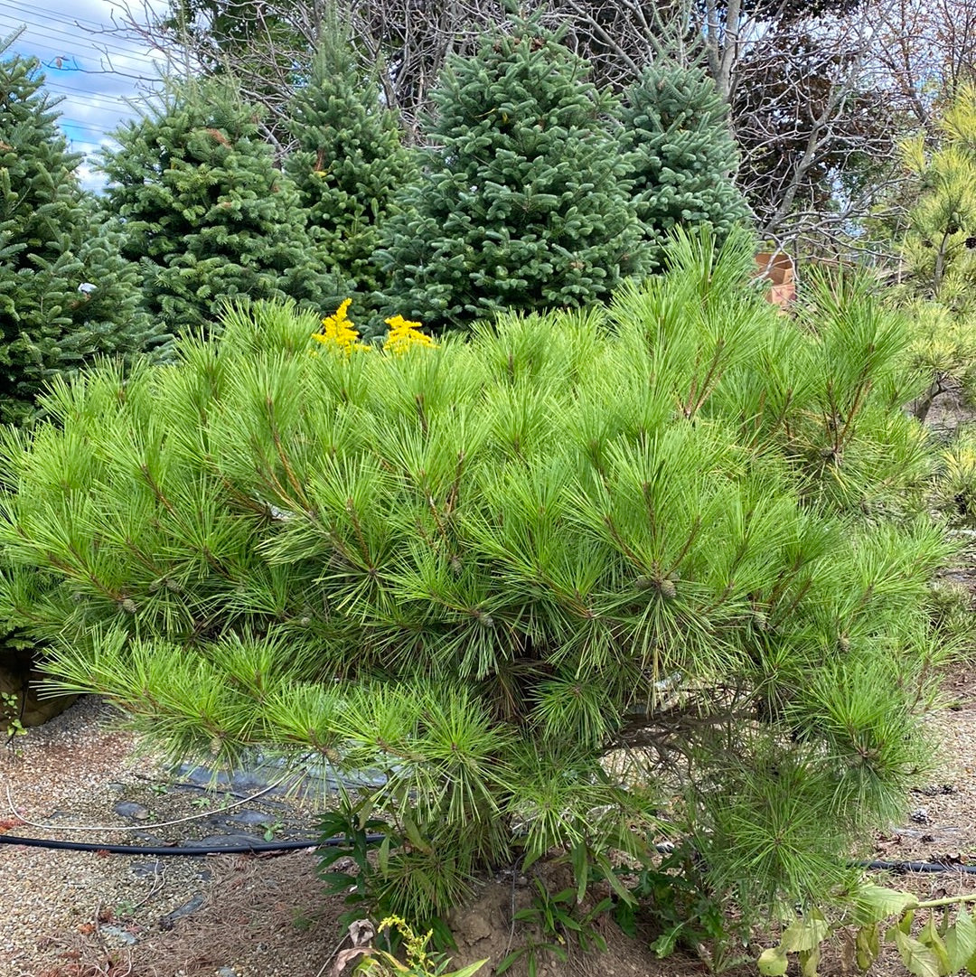 Pine - Tanyosho Dwarf