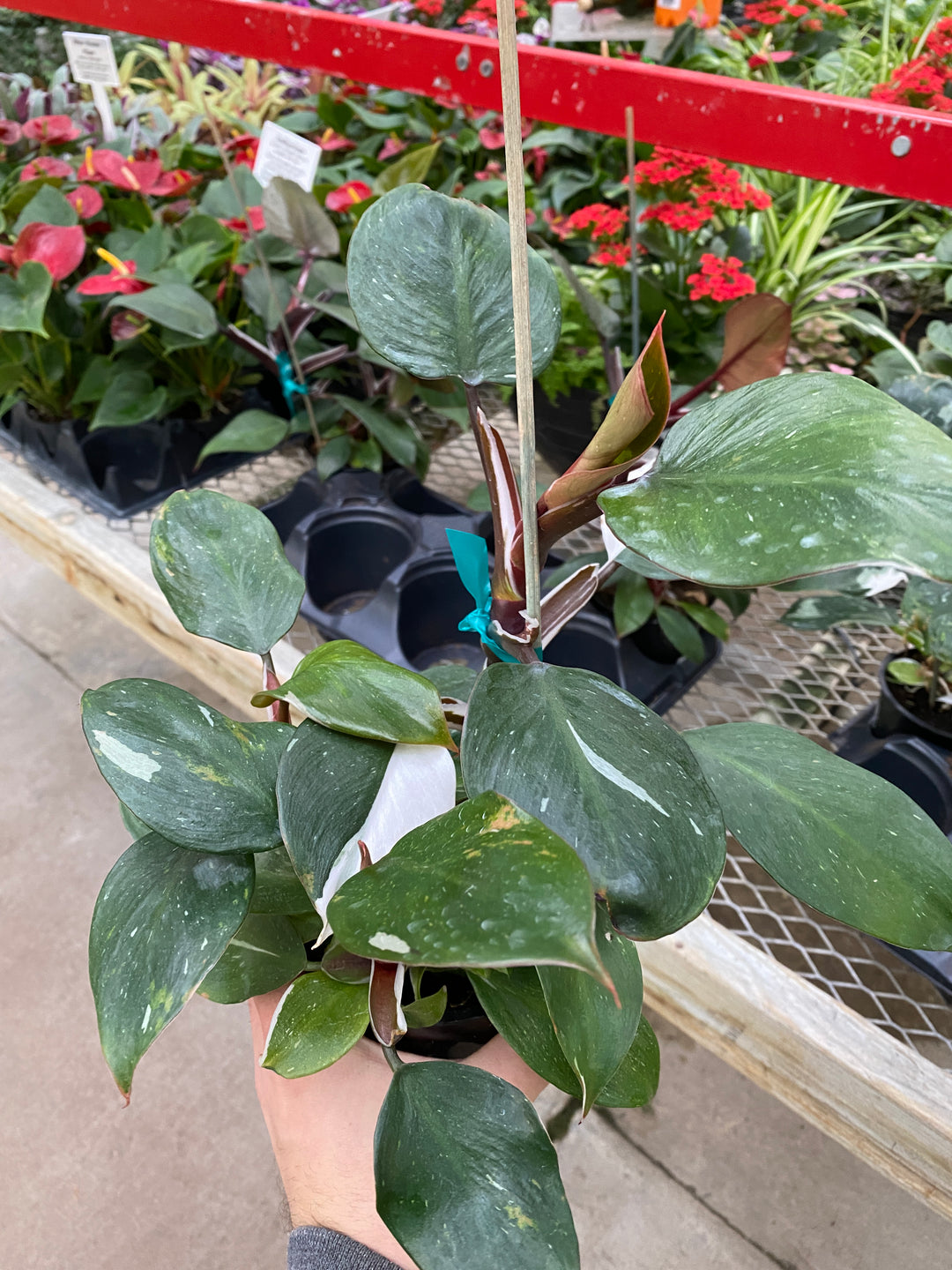 5" PHILODENDRON WHITE KNIGHT