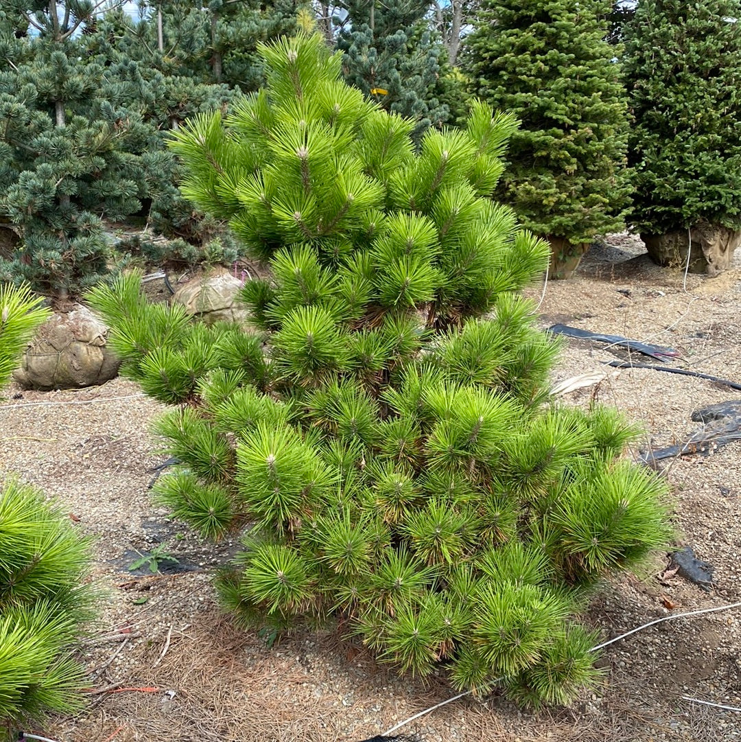 Pine Japanese Black Banshosho