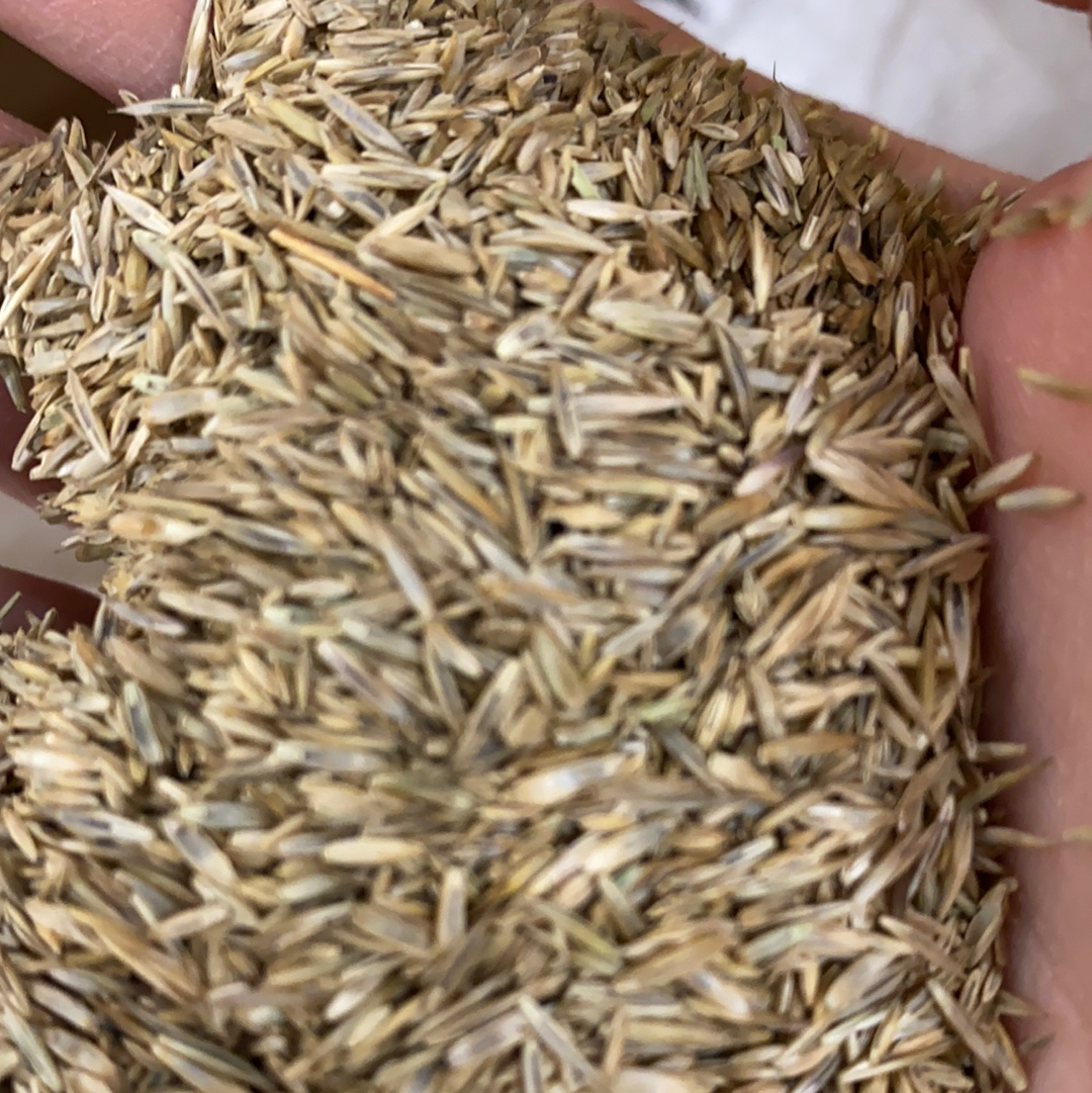 1/3 Mix Grass Seed By the Pound