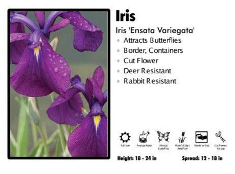 Iris 'Ensata Variegata' Iris