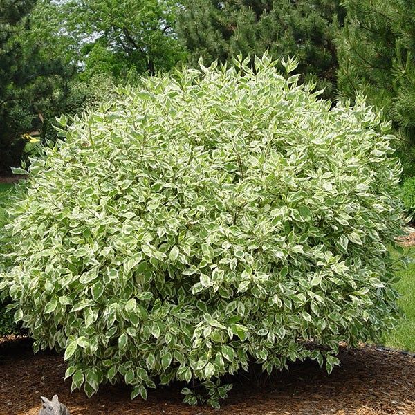 Red Twig Dogwood - Ivory Halo