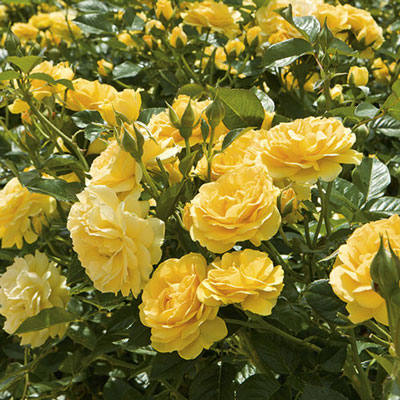 Rose - Julia Child Floribunda