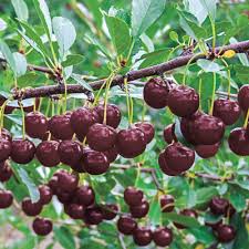 Cherry - Juliet