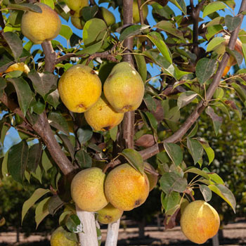 Pear - Kieffer