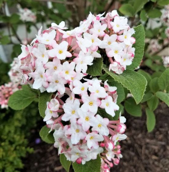 Viburnum - Korean Spice