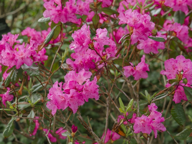 Rhododendron - Landmark Red
