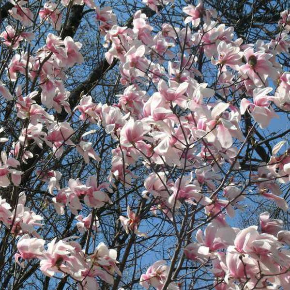 Magnolia - Legacy Pink