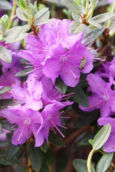 lavender azalea plant Azalea