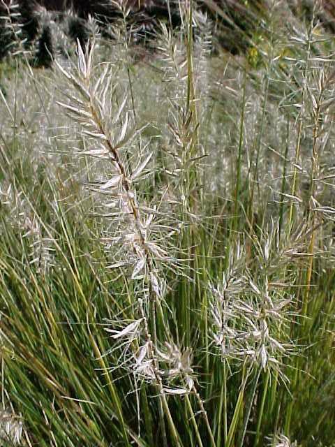 Fountain Grass - Little Bunny