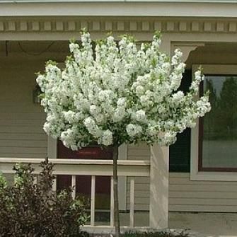 Crab - Lollipop White Flowering