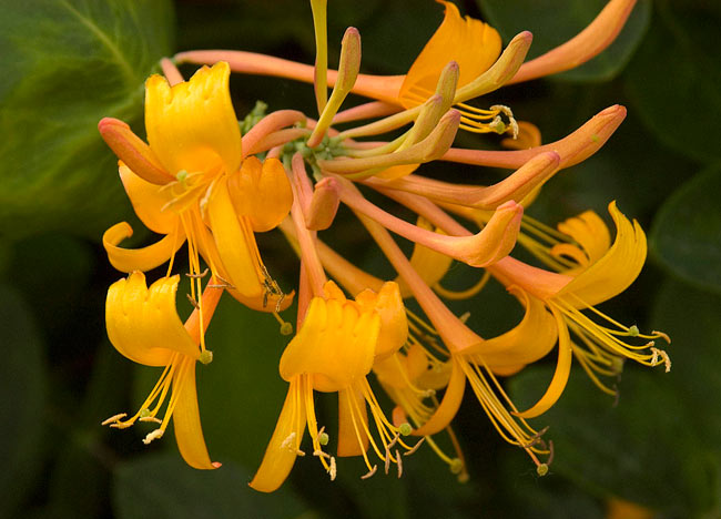 Honeysuckle - Mandarin