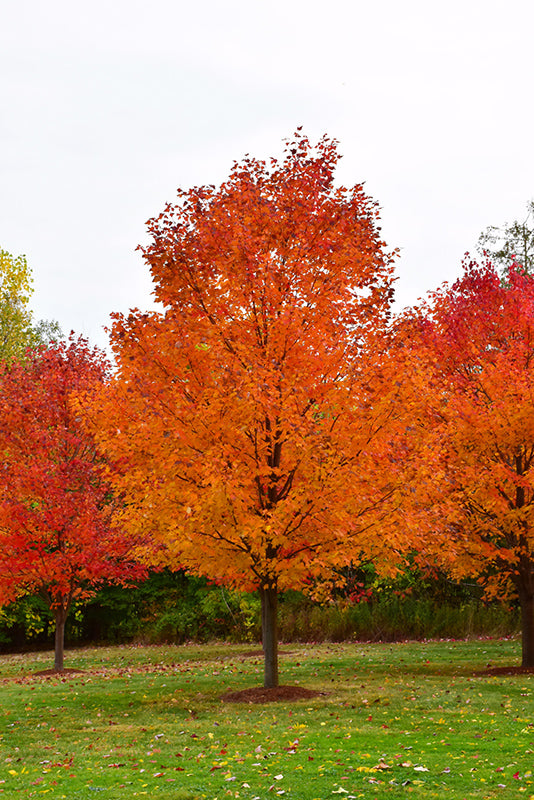 Maple - Commemoration Sugar