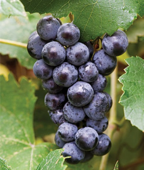 Grape Mars