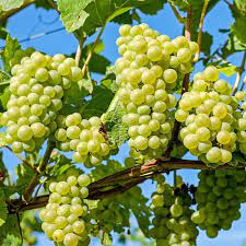 Grape Niagara White