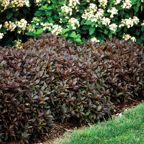 Weigela - Midnight Wine