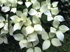 Dogwood - Milky Way