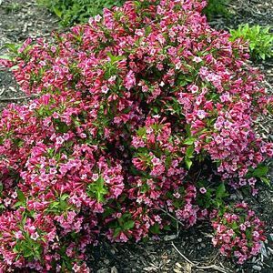 Weigela - Minuet