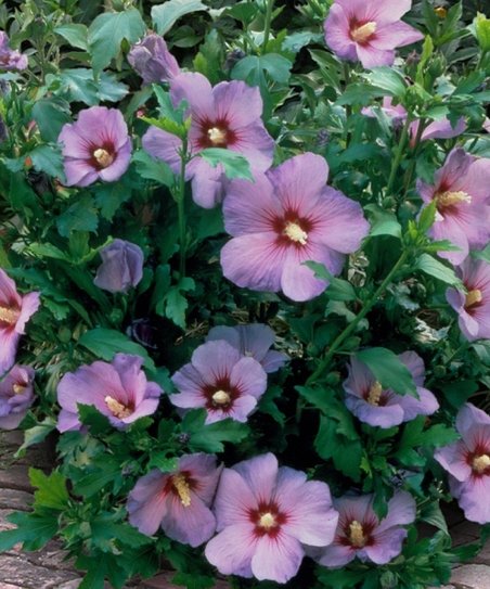lavender rose of sharon althea tree Rose of Sharon