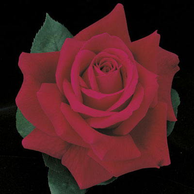Rose - Mister Lincoln