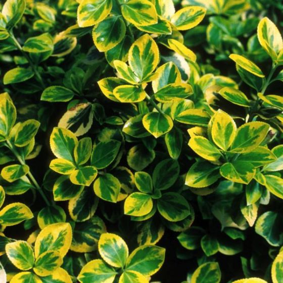 Euonymus - Moonshadow