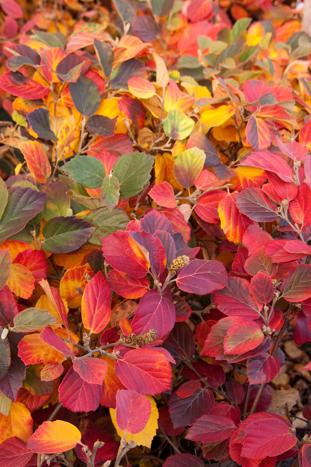 Fothergilla - Mount Airy