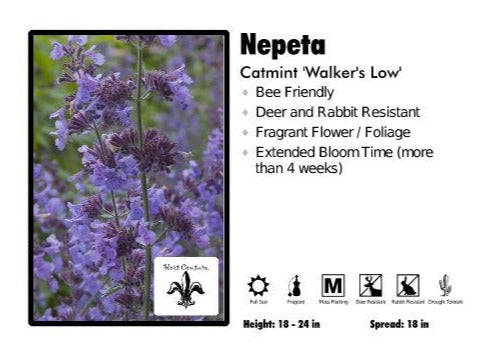 Nepeta ‘Walkers Low’ Catmint