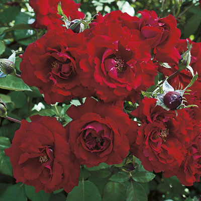 Rose - Oh My! Floribunda Deep Velvet Red