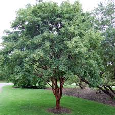 Maple - Paperbark