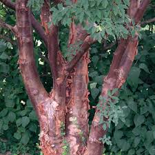 Maple - Paperbark