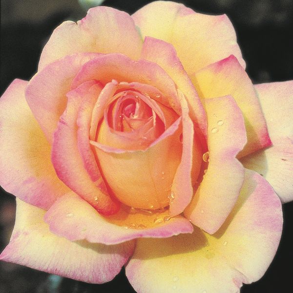 Rose - Peace Yellow Pink Hybrid Tea