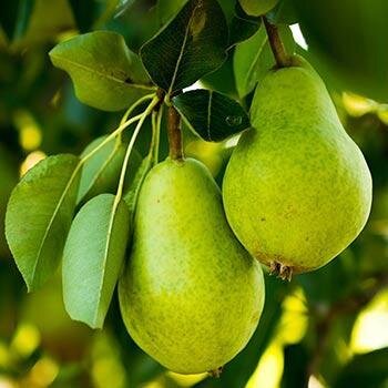Pear - D'Anjou Semi Dwarf