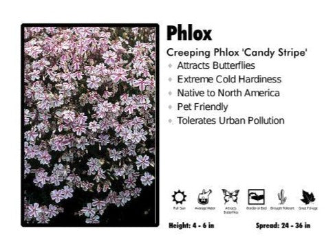 Phlox ‘Candy Stripe’ Creeping Phlox