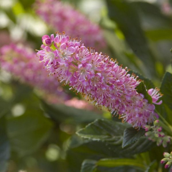 Summersweet - Ruby Spice