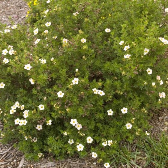 Potentilla - Pink Beauty