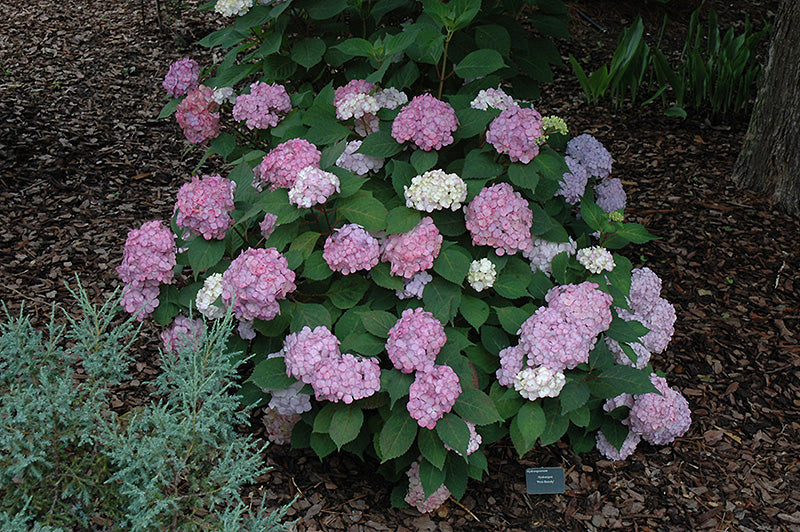 Hydrangea - Pink Beauty