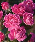 Rose - Double Pink Knockout