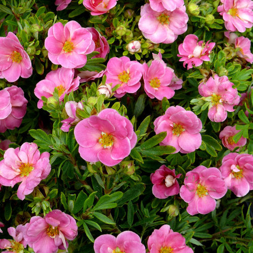 Potentilla - Pink Queen