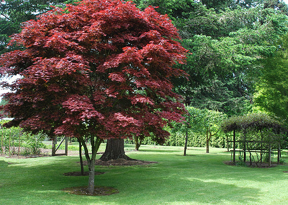 Japanese Maple - Pixie