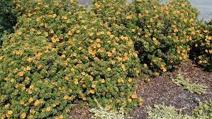 Potentilla - Mango Tango
