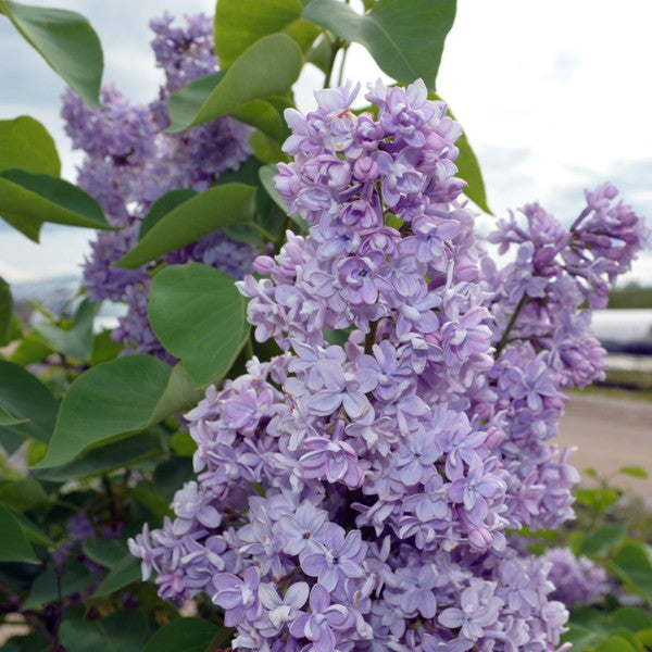 Lilac - President Grevy Lavender