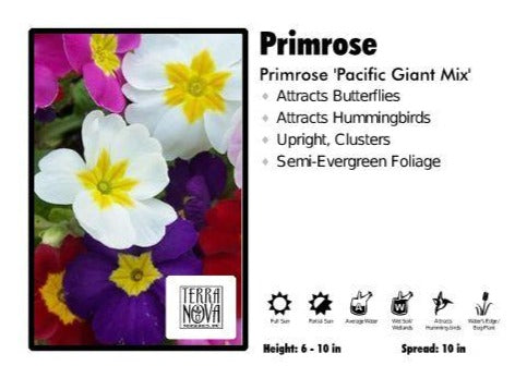 Primula ‘Gigantea Mix’ Primrose