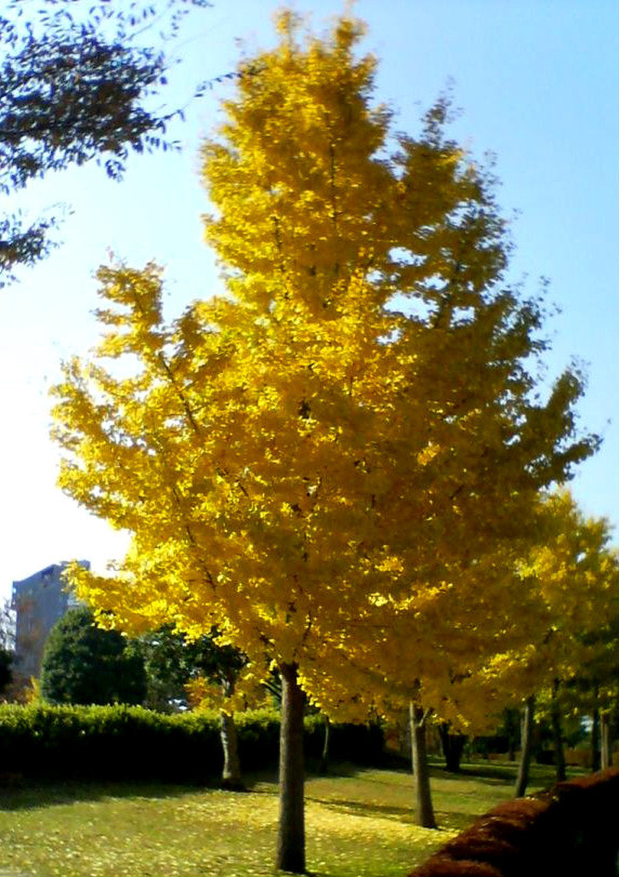 Gingko - Princeton Sentry