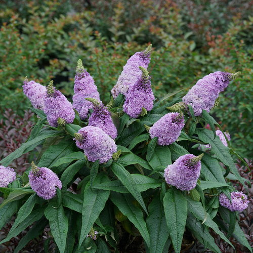 Butterfly Bush - Amethyst