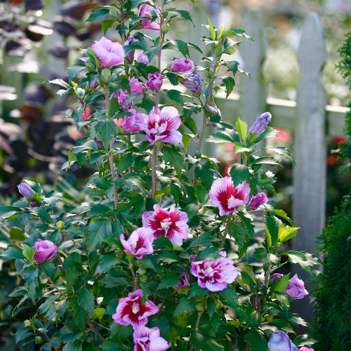 Rose of Sharon - Purple Pillar