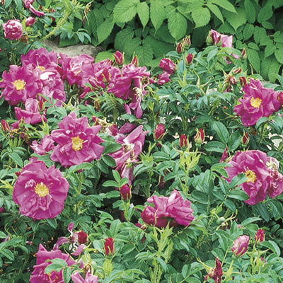 Rose - Purple Pavement Rugosa Purple Red