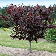 Plum - Weeping Purple Plunge